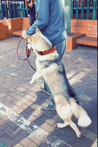 11月15日，四川成都。一女子骑车被未拴绳犬只绊倒，头部着地抽搐昏迷icon，路