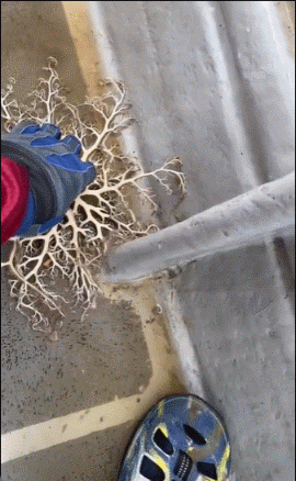 蔓蛇尾让人起鸡皮疙瘩 ​​​