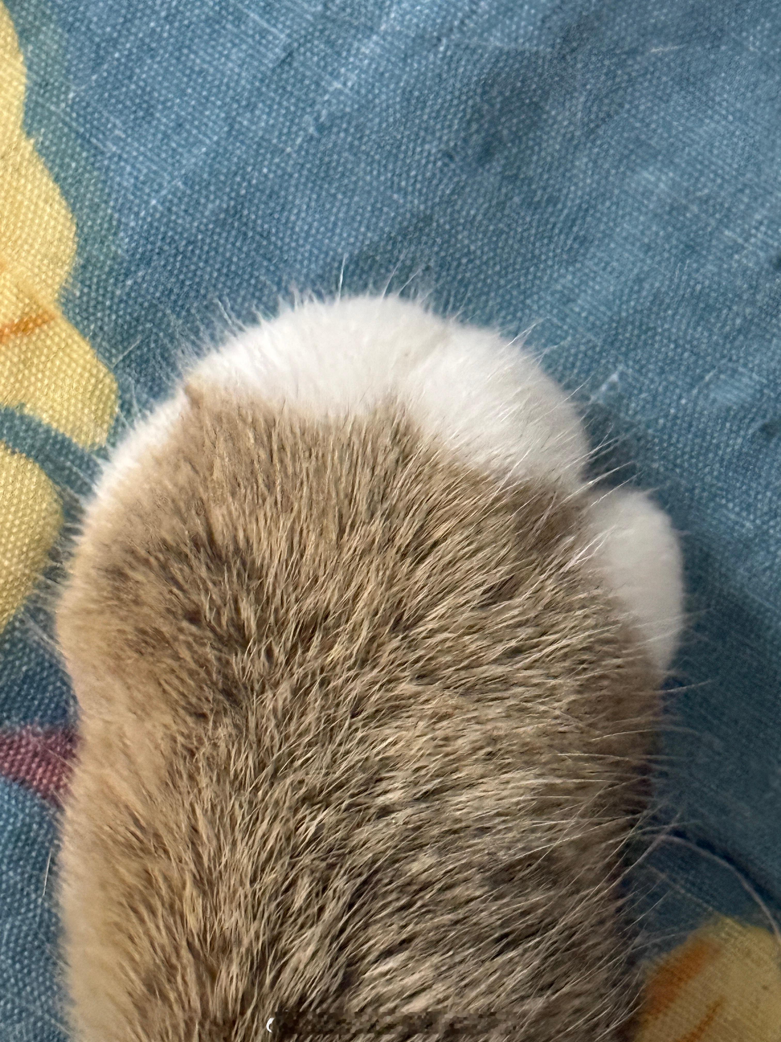 这是啥 