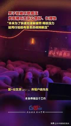 解释不清了！近日广西桂林，男子因为养猪实在无聊，就在猪舍中安装了一套音乐设备，让