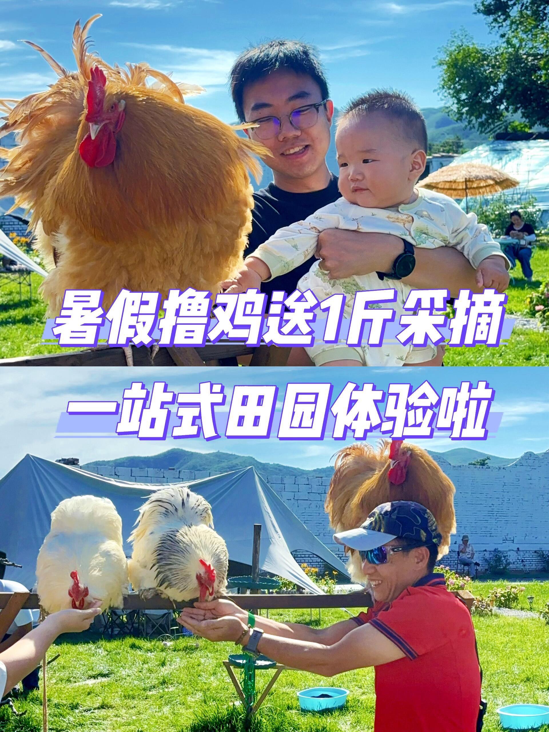 京郊夏日宝藏小院，撸鸡免费摘菜田园体验 【篱苑星谷】暑假常规开放来袭！...