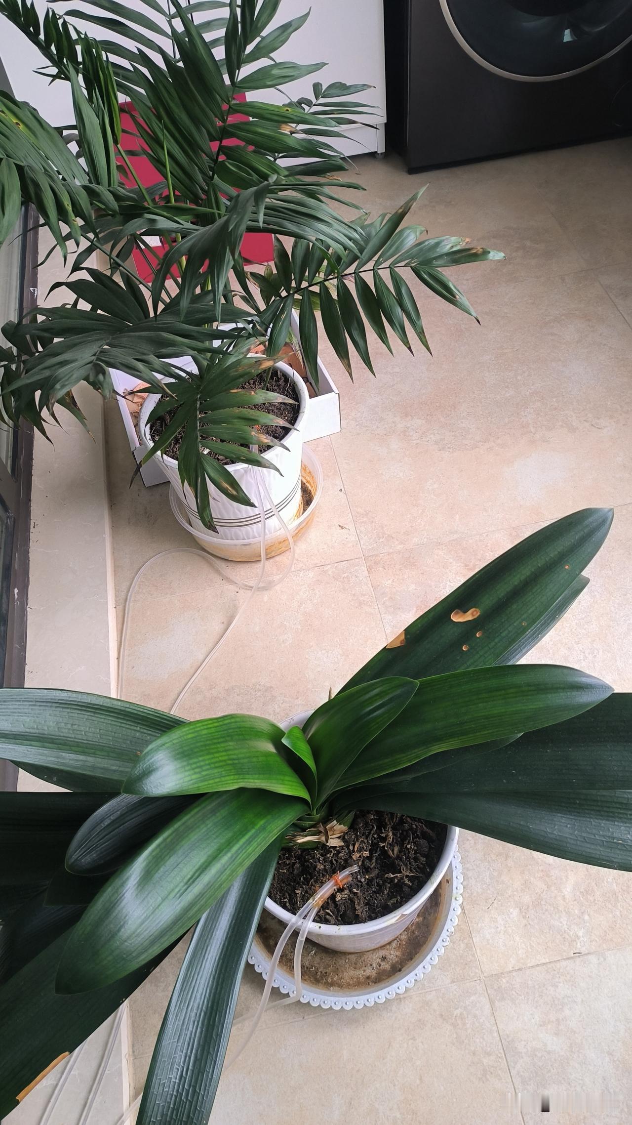 跨越时空的“田园守护”：一场科技与温情的奇妙邂逅！

时光回溯，那时我们尚居于乡