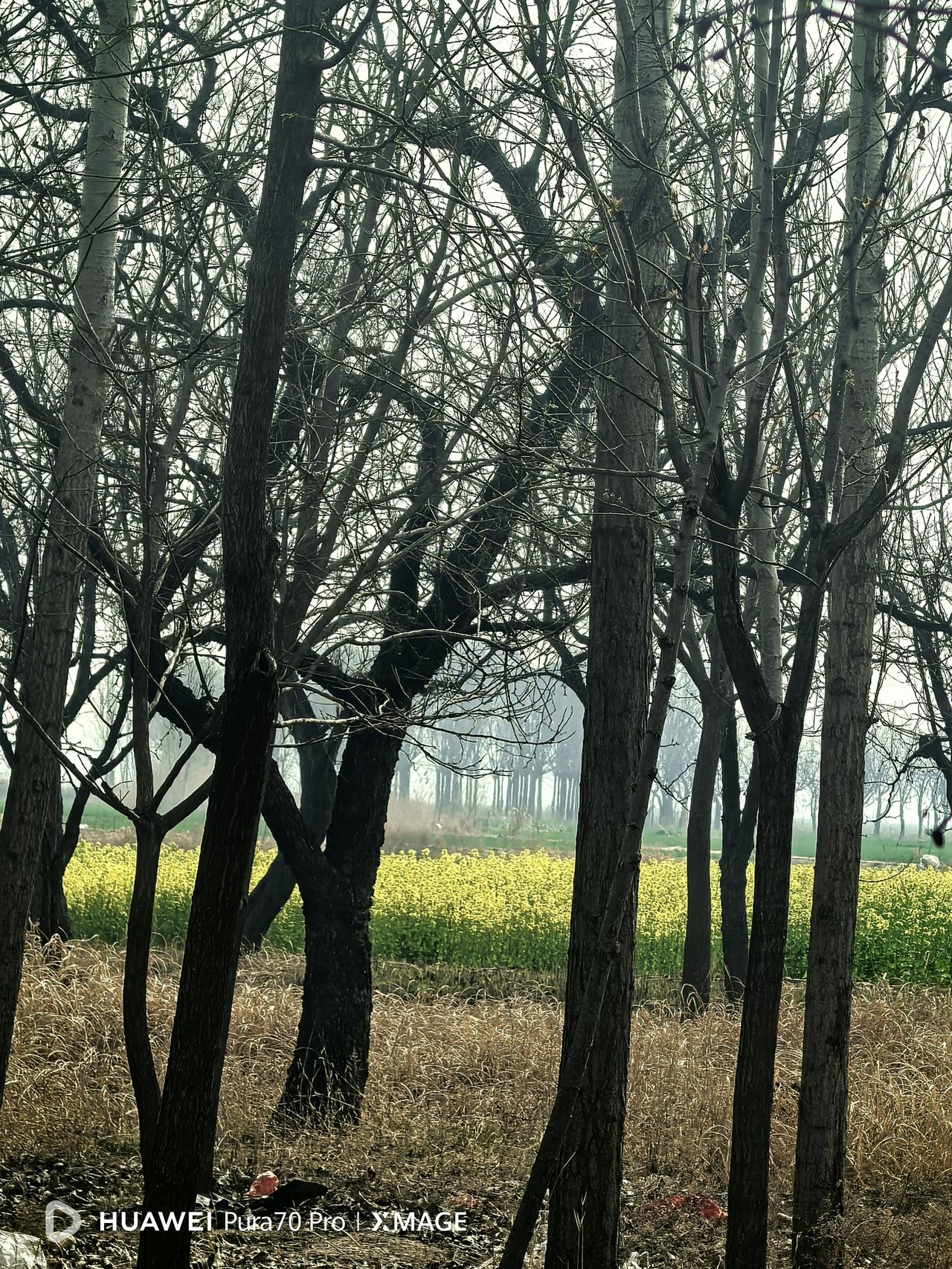 今天是清明节，一大早便驱车回老家上坟。

哥哥嫂子早在家等候，每年只有这个时候，