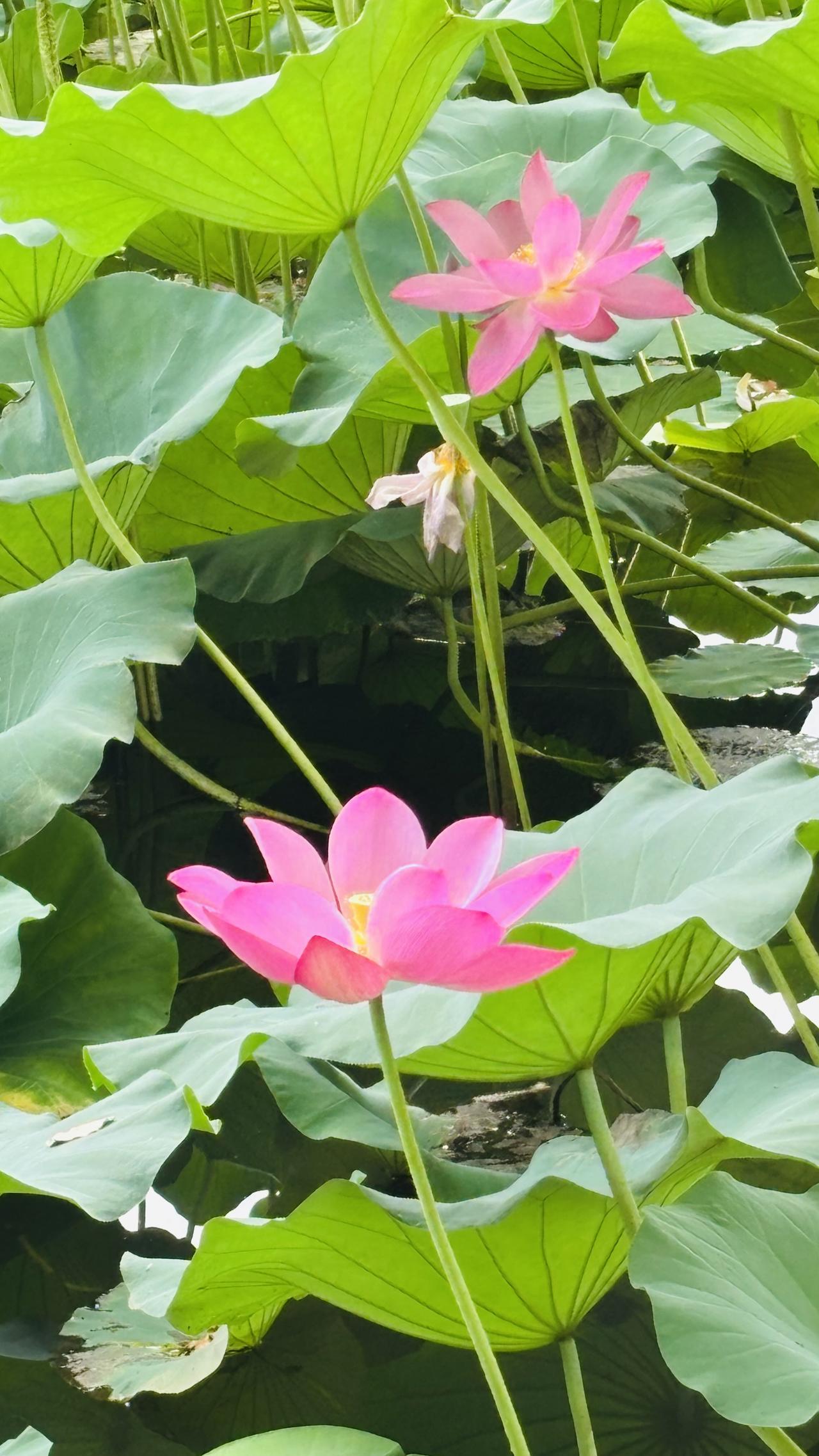 盛夏西湖，满池荷花悄然盛放，勾勒出独一份的江南温柔。翠绿荷叶层层叠叠，托举着亭亭