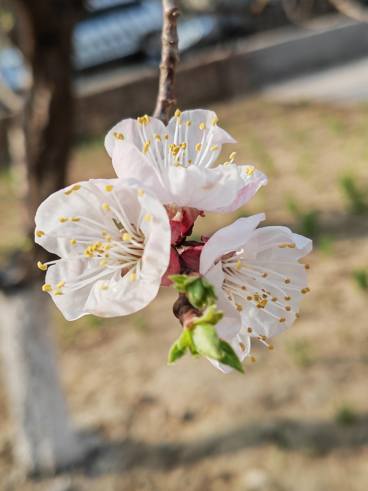 分享一下海棠花的相片今年的海棠花花期已经过了。