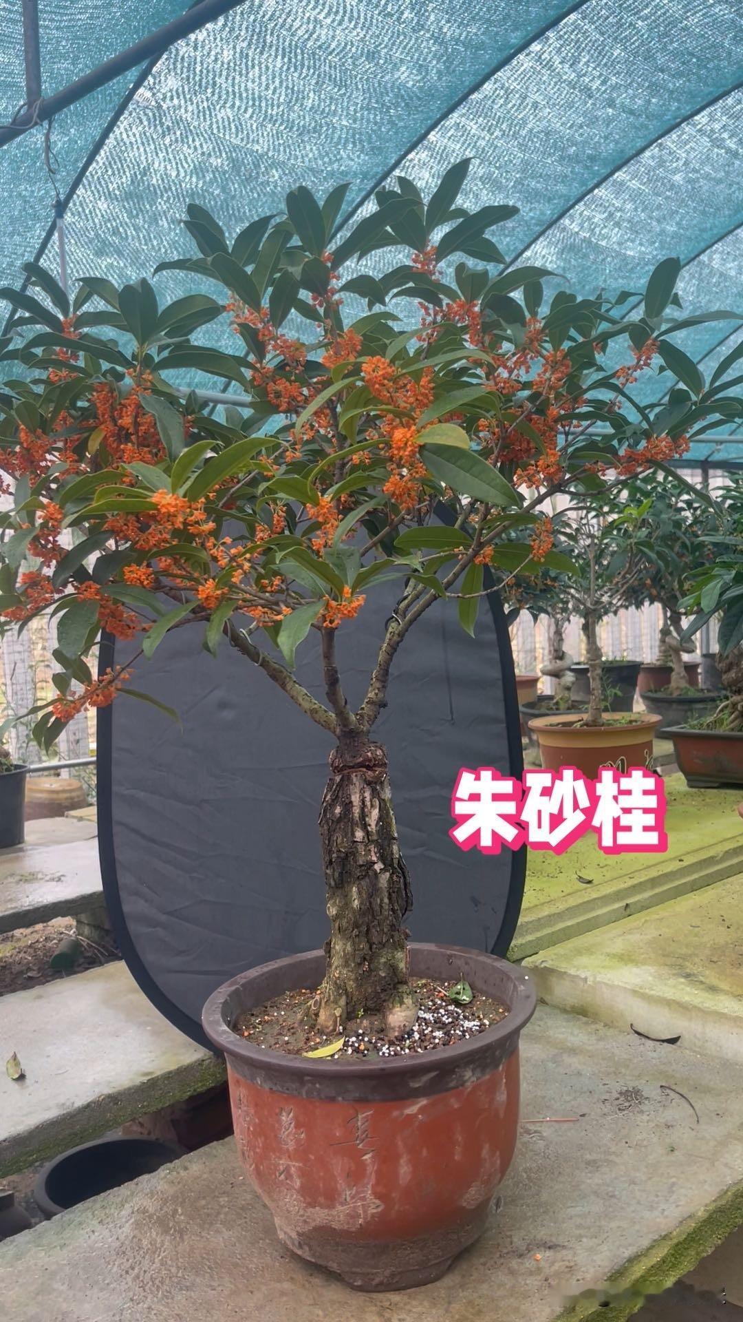 你觉得哪个品种的桂花最美花色最漂亮的肯定是朱砂，橘红色，其次是软叶丹桂如图二。两