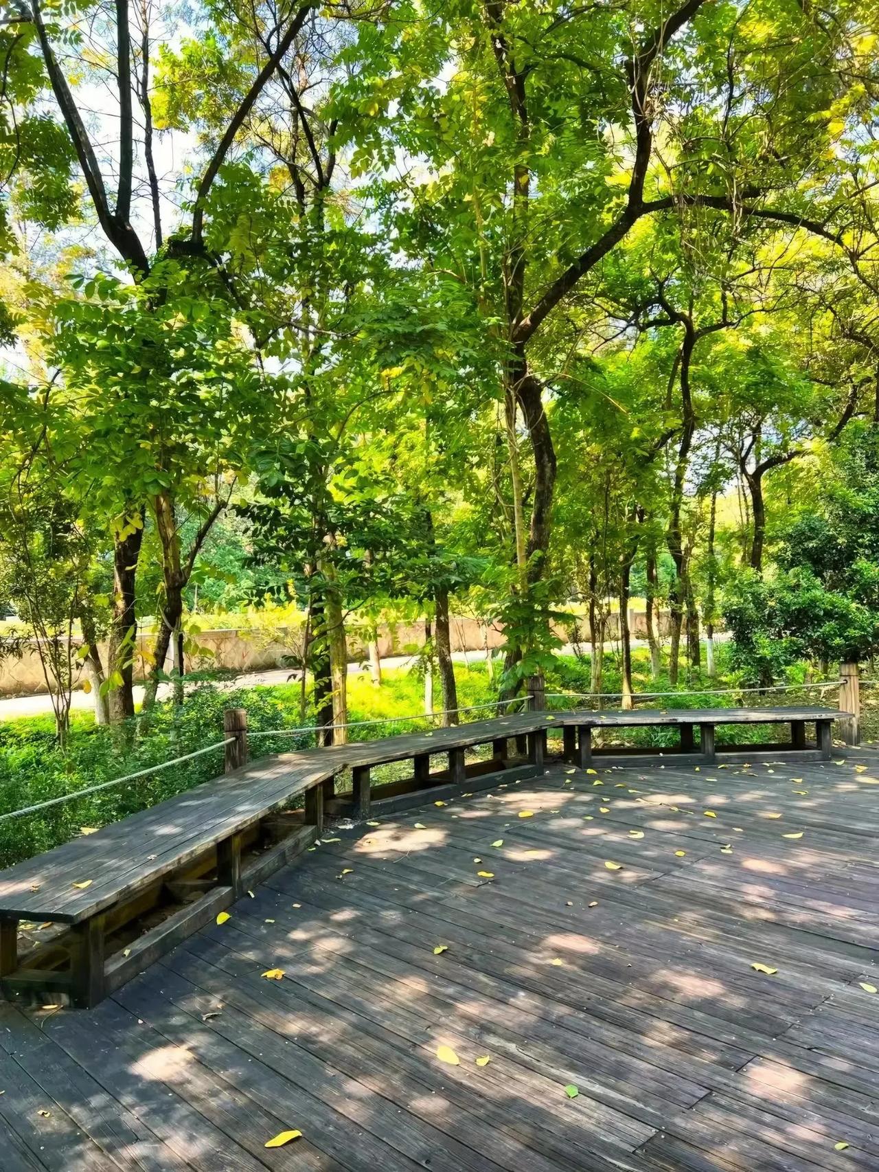 #随手记录秋日生活#
漫步在广东树木公园中的小路上，公园内绿树成荫，拥有丰富的树