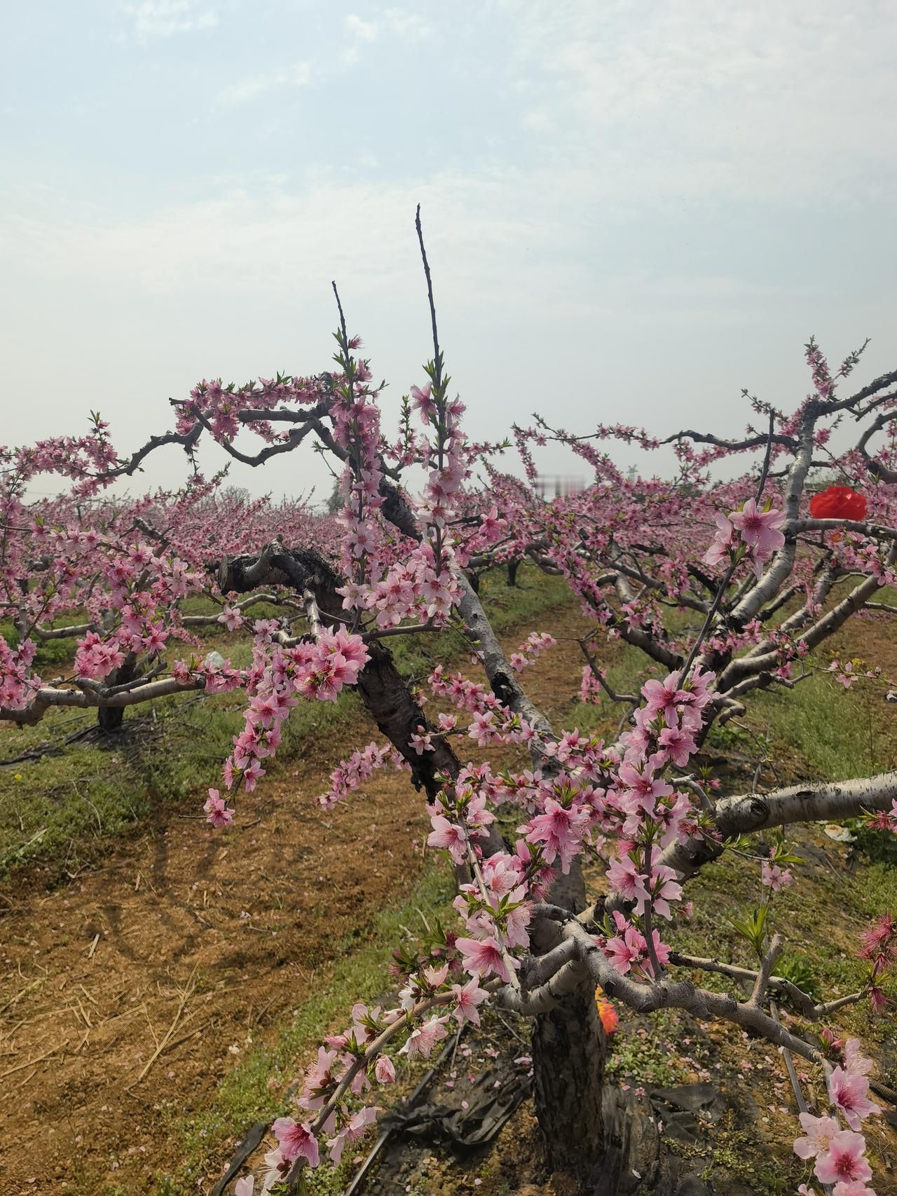 今年春天最想实现的心愿 今年春天，我可不想再追那些“网红目标”啦。瞧瞧网上，到处