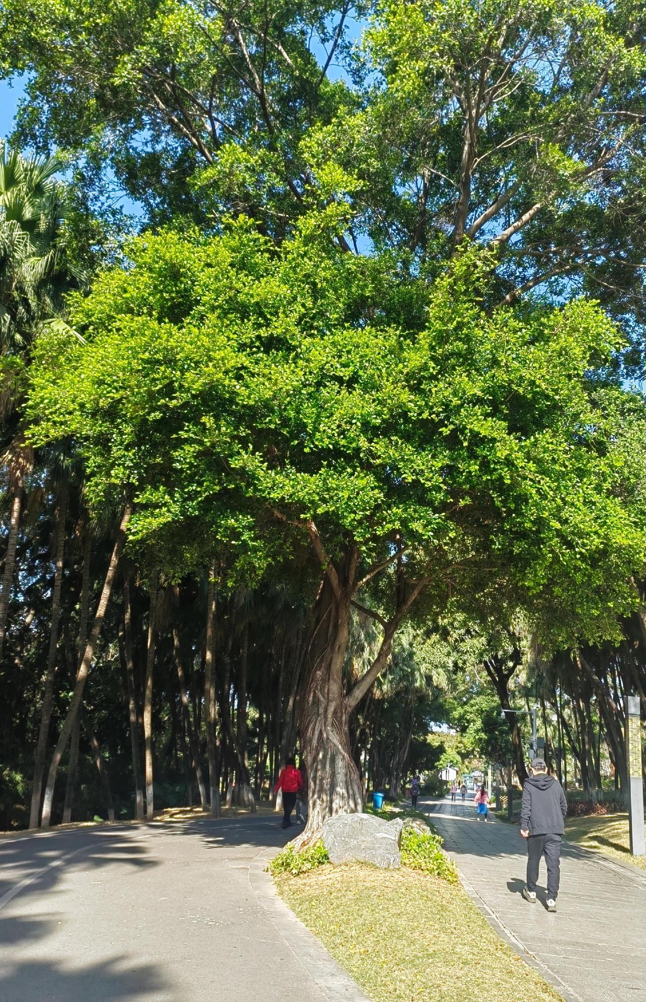 初春蓝天绿树阳光行人组合的画面，美不美？手机摄影 麻辣姬姒色彩风格之手机摄影 大