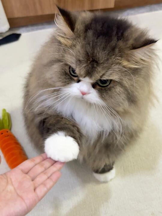 恭喜我！养到爵士豪猫！！