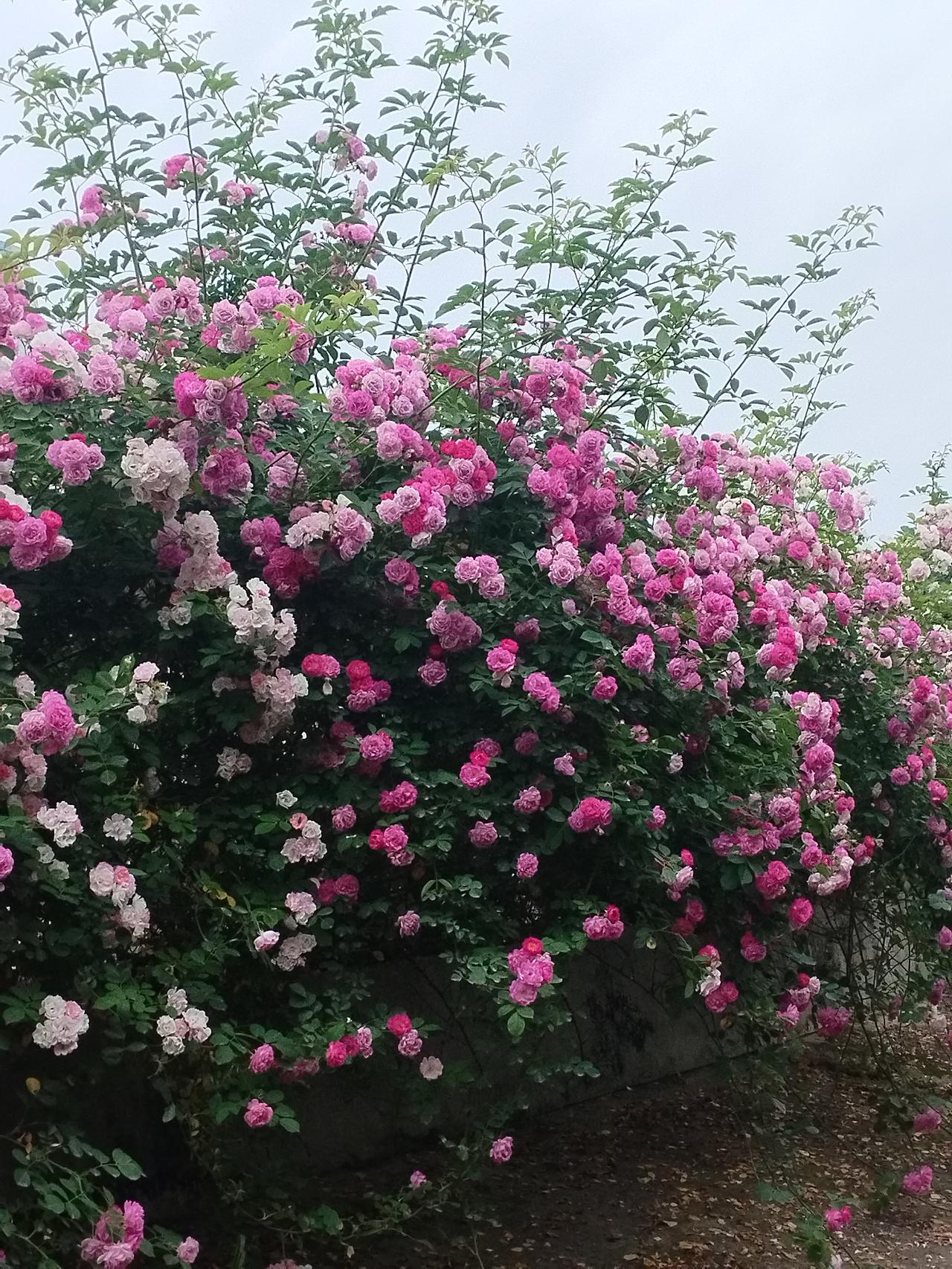 岁岁风调雨顺，请赐下联

上联：“岁岁风调雨顺”

分析：
“岁岁”强调年年、每