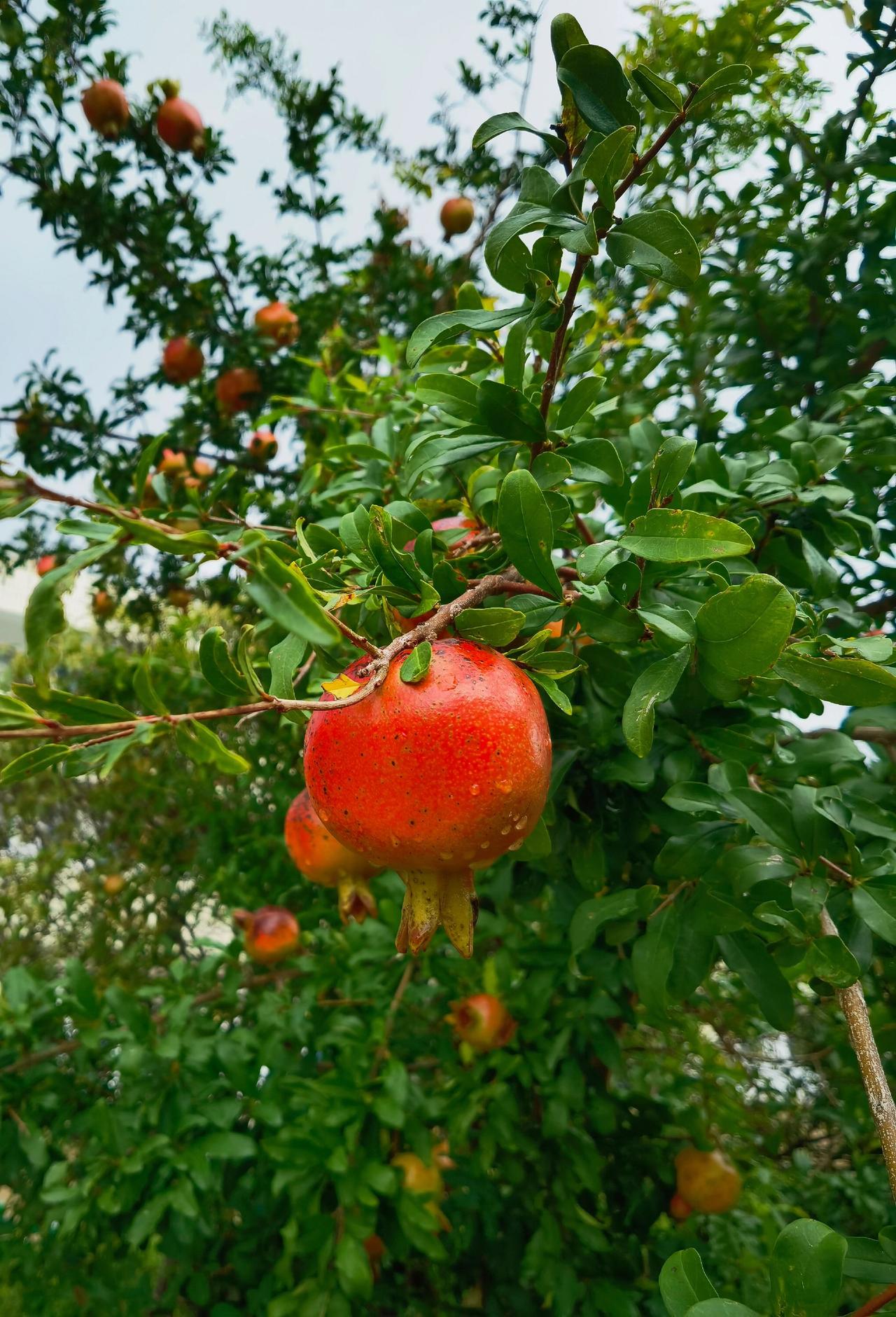 硕果累累 快来一起尝个鲜 应季水果 果子熟了等你来摘
