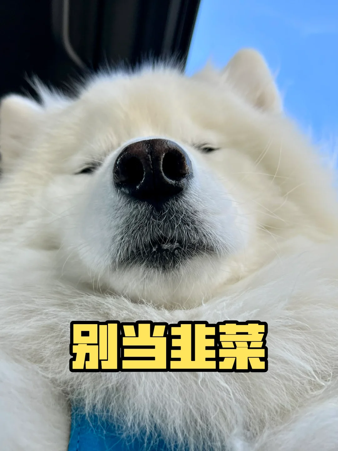 别当韭菜