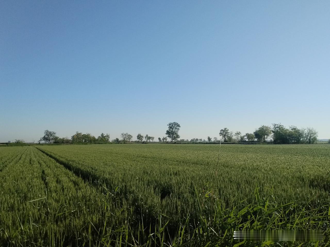 确是这样，唉气候变化无常，盼望着雨停下来，天放睛，别刮大风，到芒种收麦子！