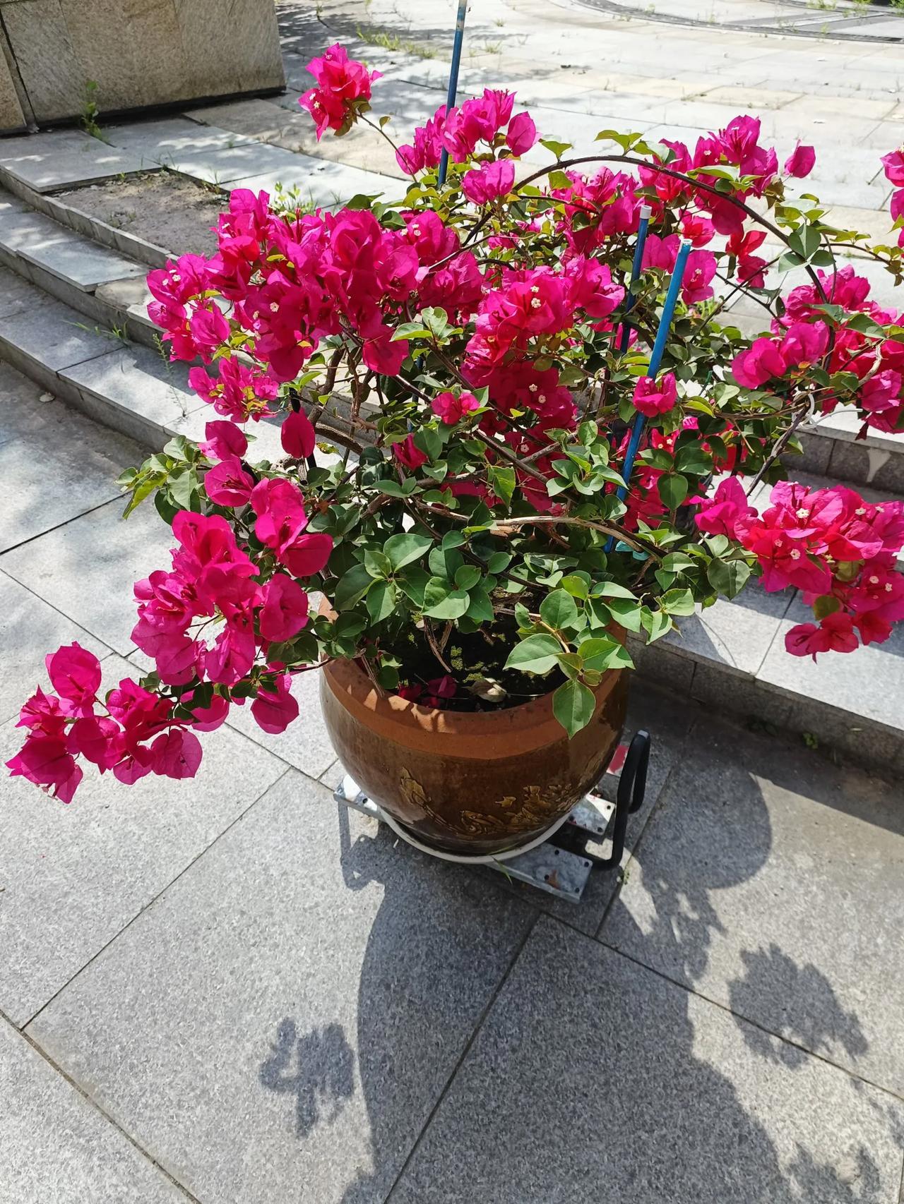 今日分享随手拍照片