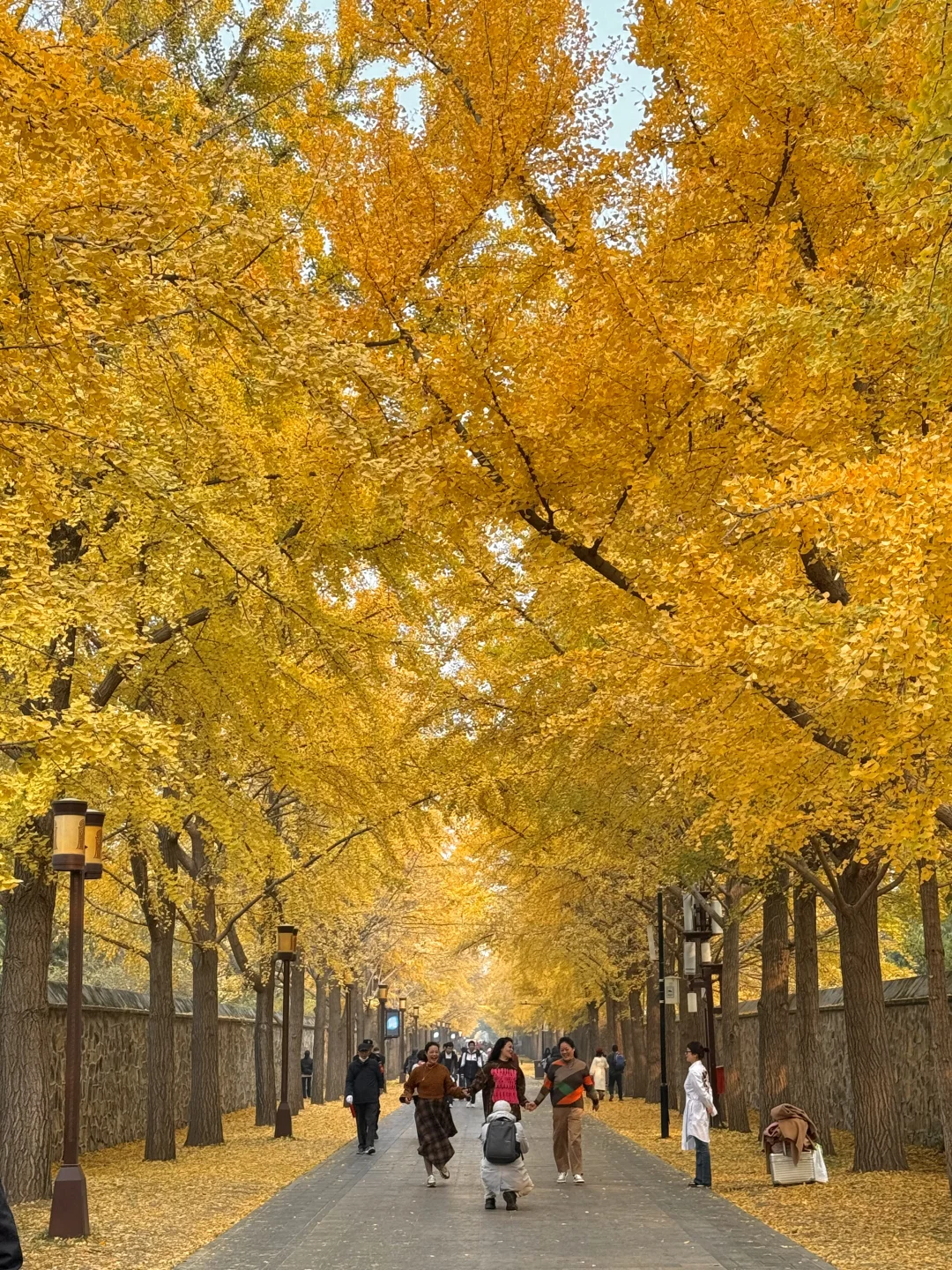 北京的秋天还是太权威了…          🍂🍂🍂