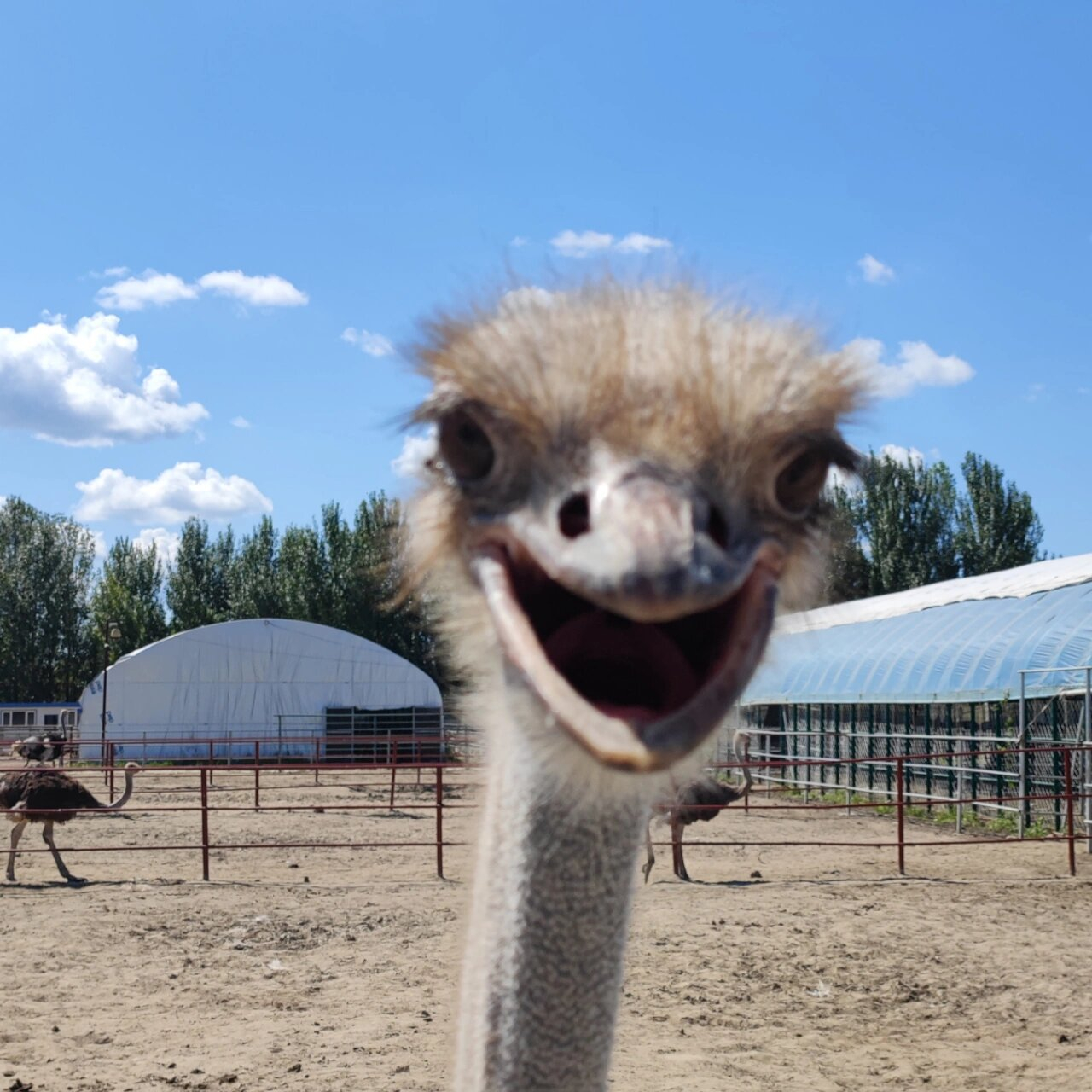 【鸵鸟：求求别骑我了，骑马去吧…】虽然有些旅游景点提供骑鸵鸟的项目，但这纯粹是杂