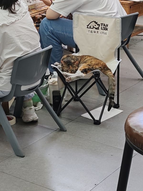 15172只狸这是满清第一杀手 
