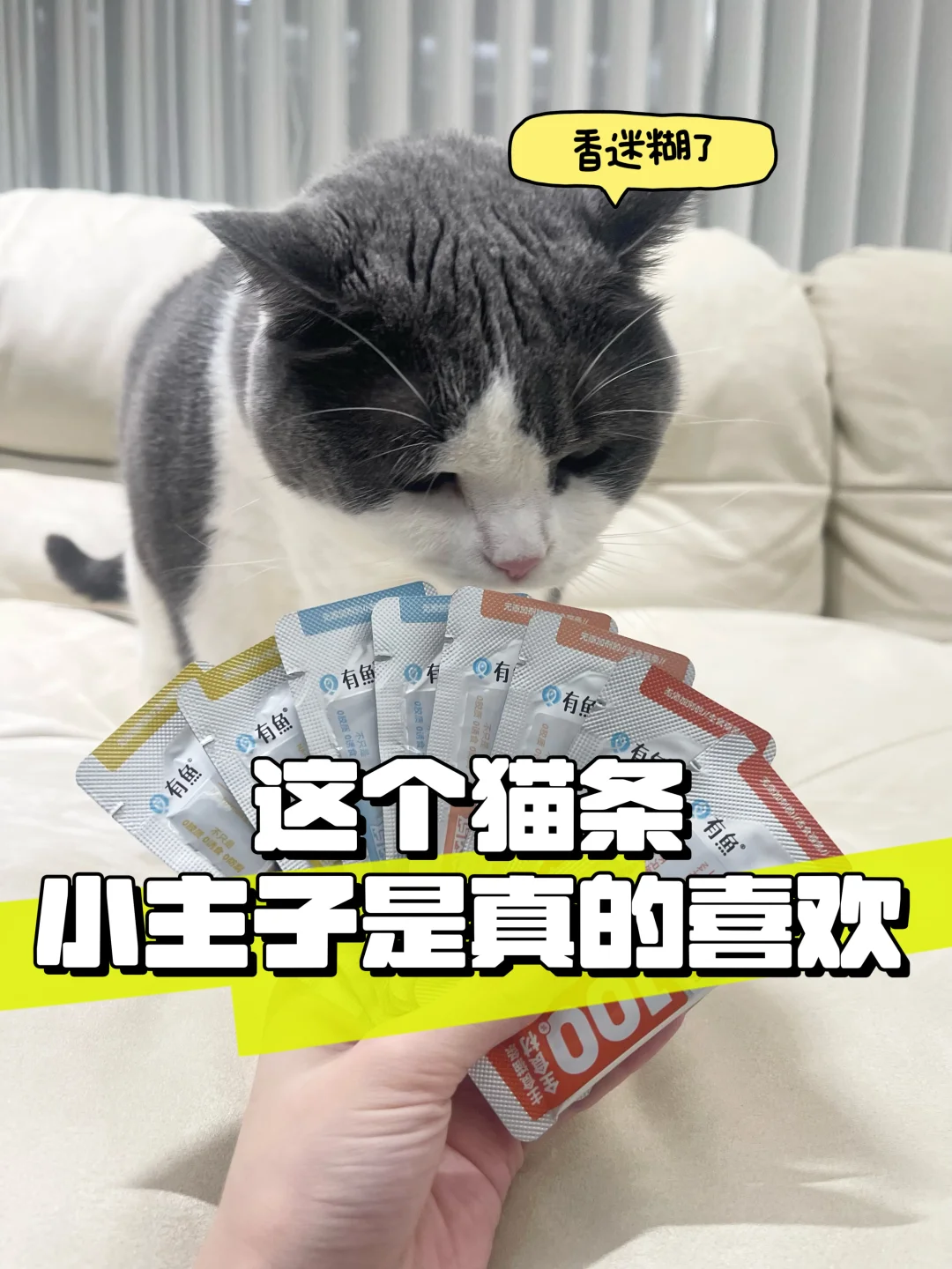 别的先不说，有鱼猫条小主子是真的爱