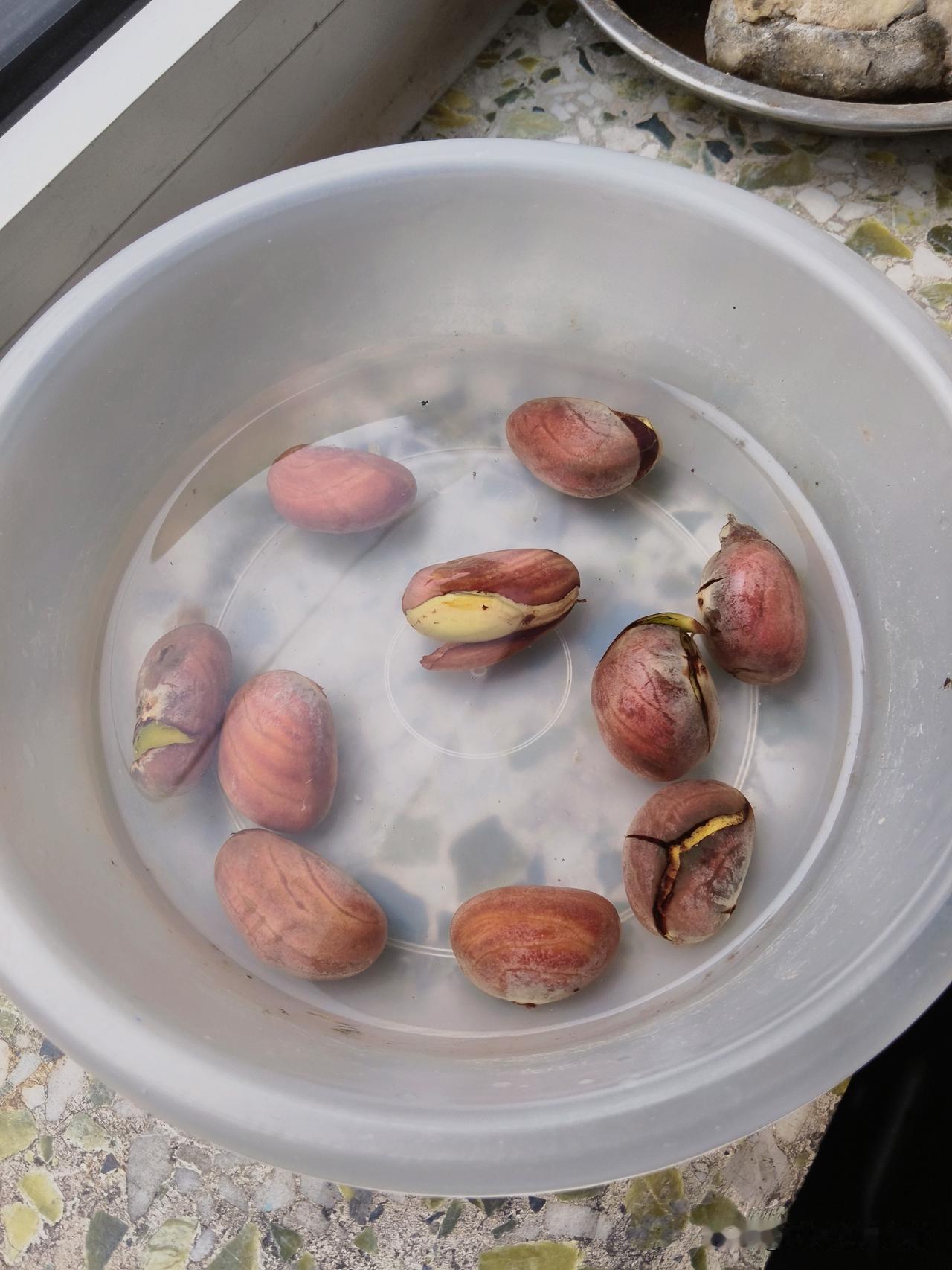 老爸去云南旅游十来天了，昨天回家，收拾一下屋子，看看泡的菠萝蜜种子。
昨天下雨，