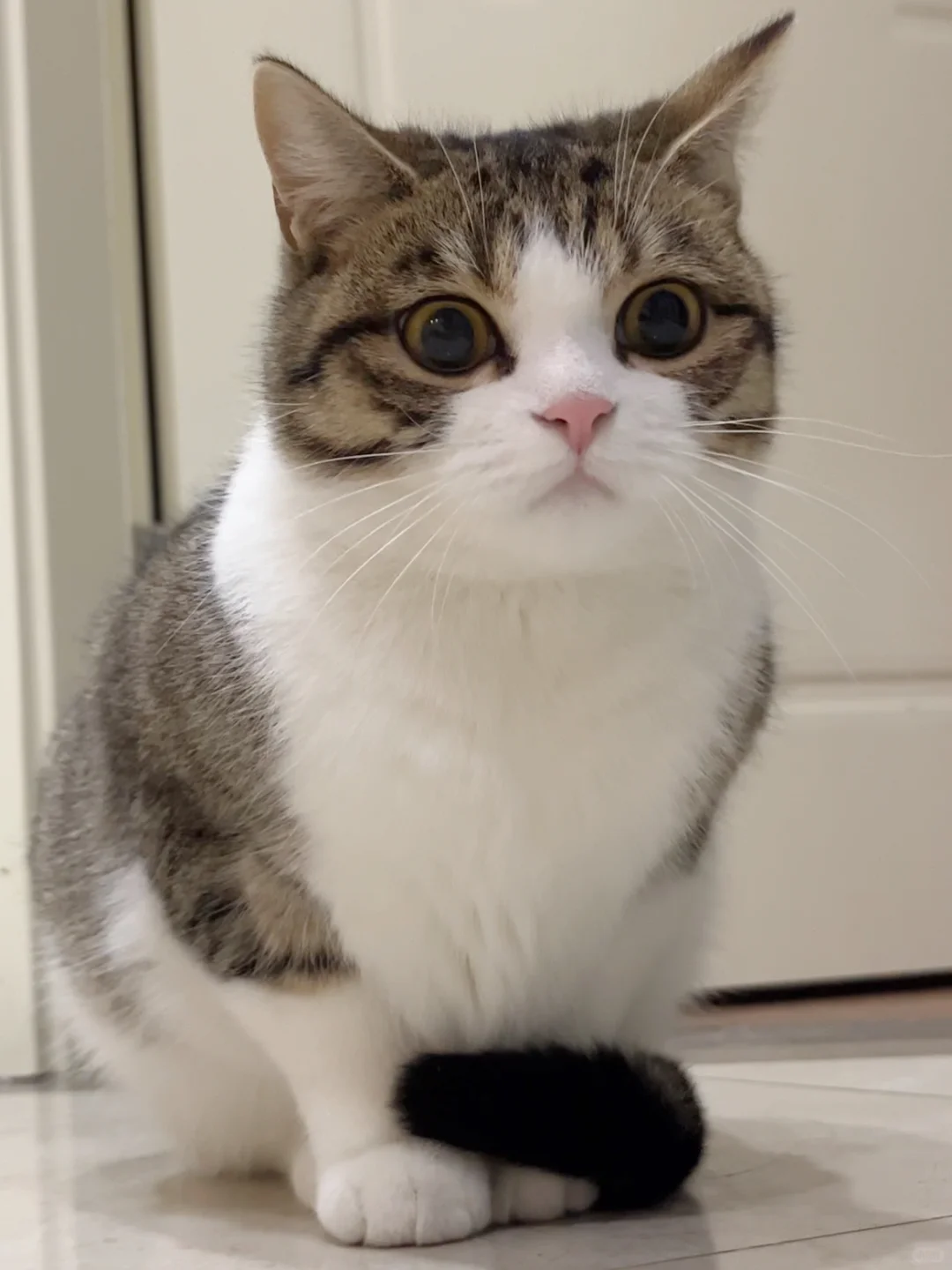 猫猫尿频一定要注意‼