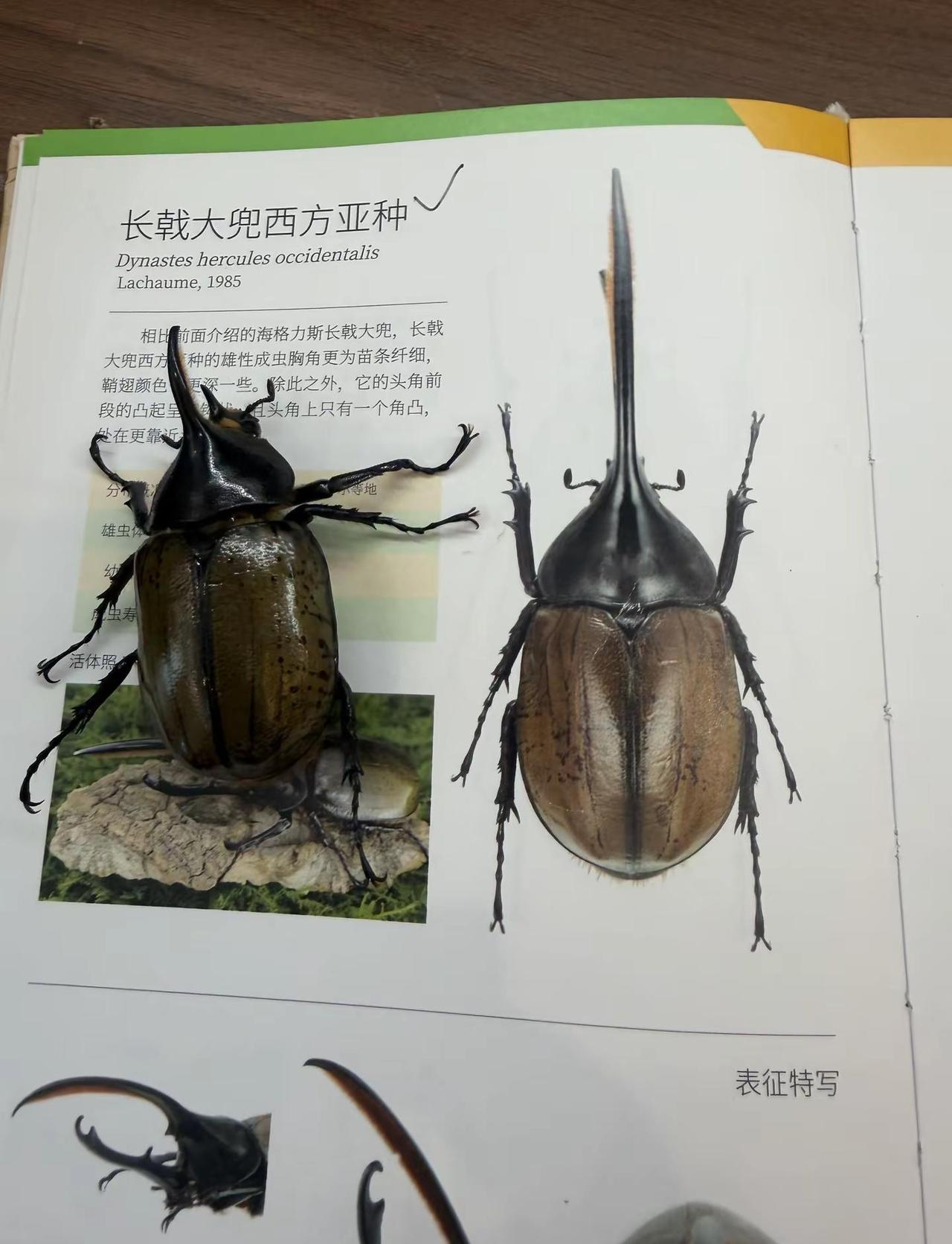 西亚长戟小个体63+不过挺可爱的，吃的也挺多养刺猬计划 重养刺猬计划 刺猬饲养 