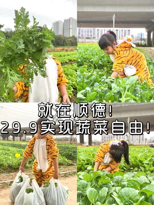 29.9 实现蔬菜自由！顺德宝藏农家乐赶紧冲！