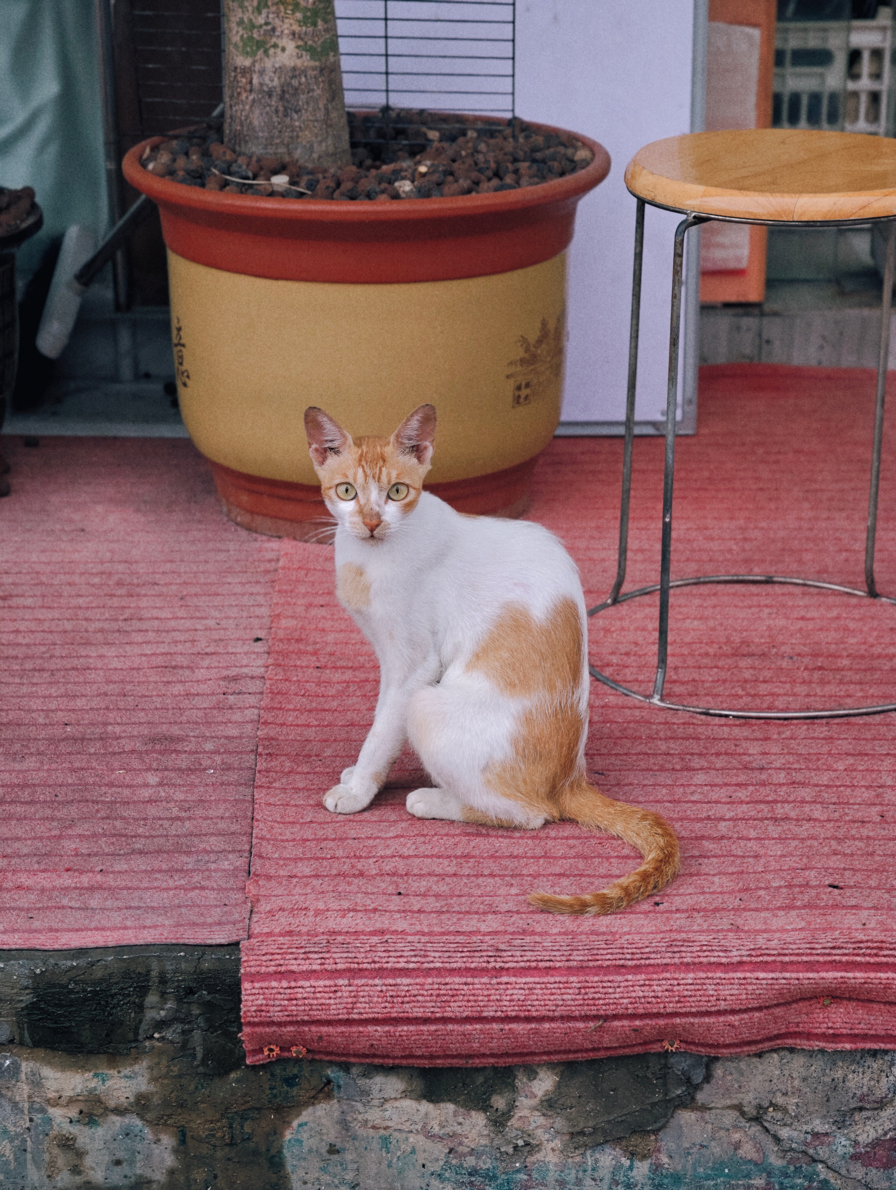 哇是爱心小猫耶