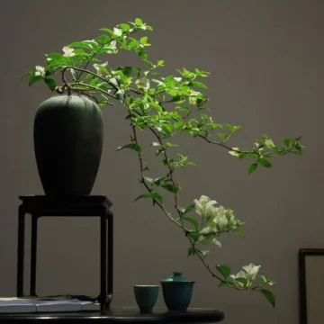 砚舞的花园
