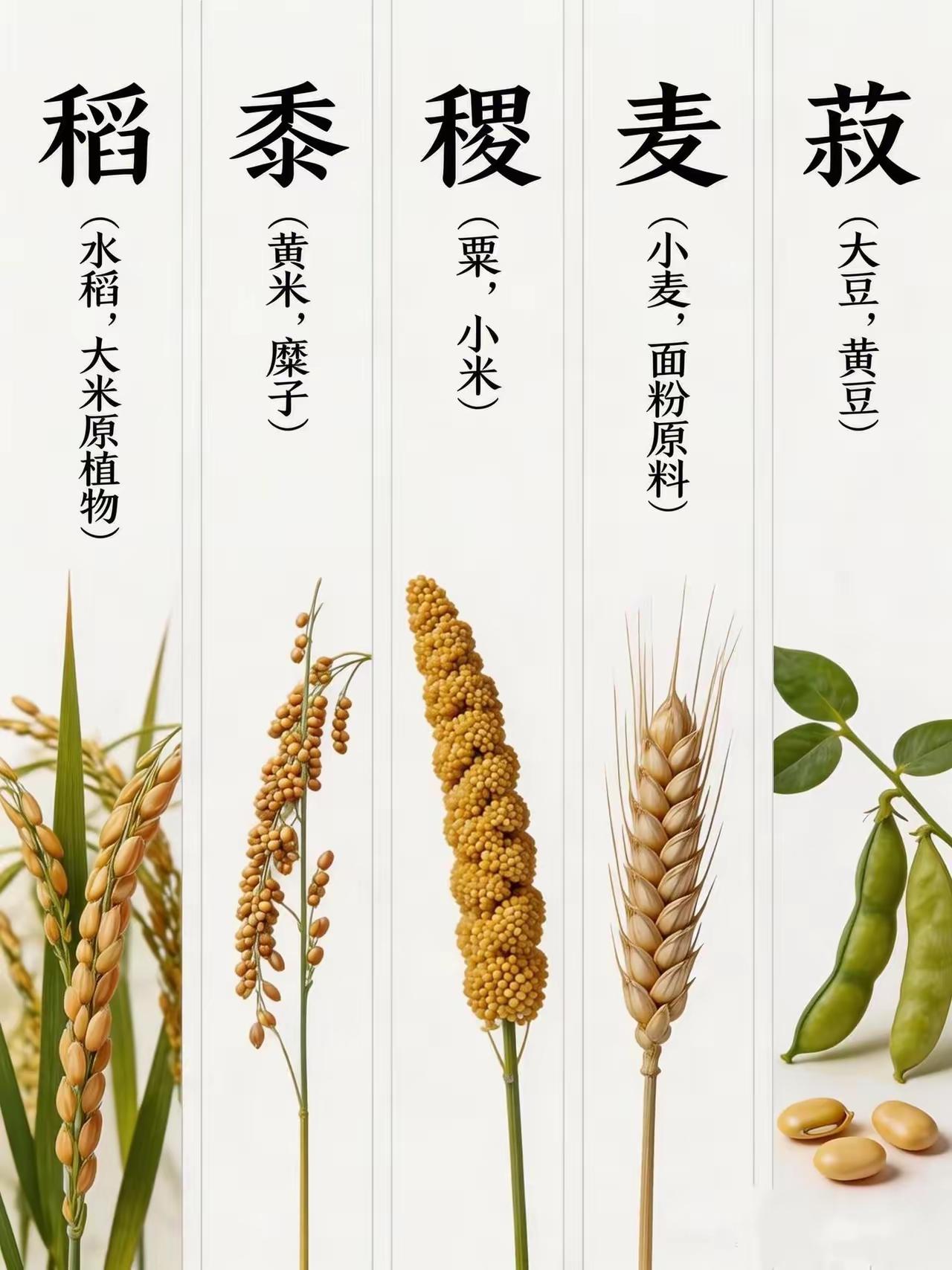 王铎：五谷是哪五谷？