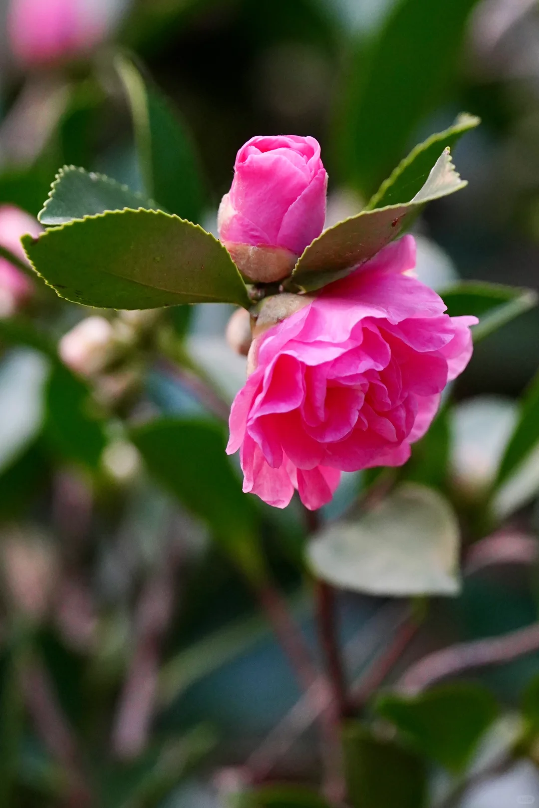 茶梅花开｜昭和之荣（六）