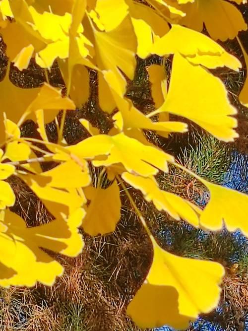 上联：夏雨倾心荷绽放，诚邀下联秋风无情叶枯黄