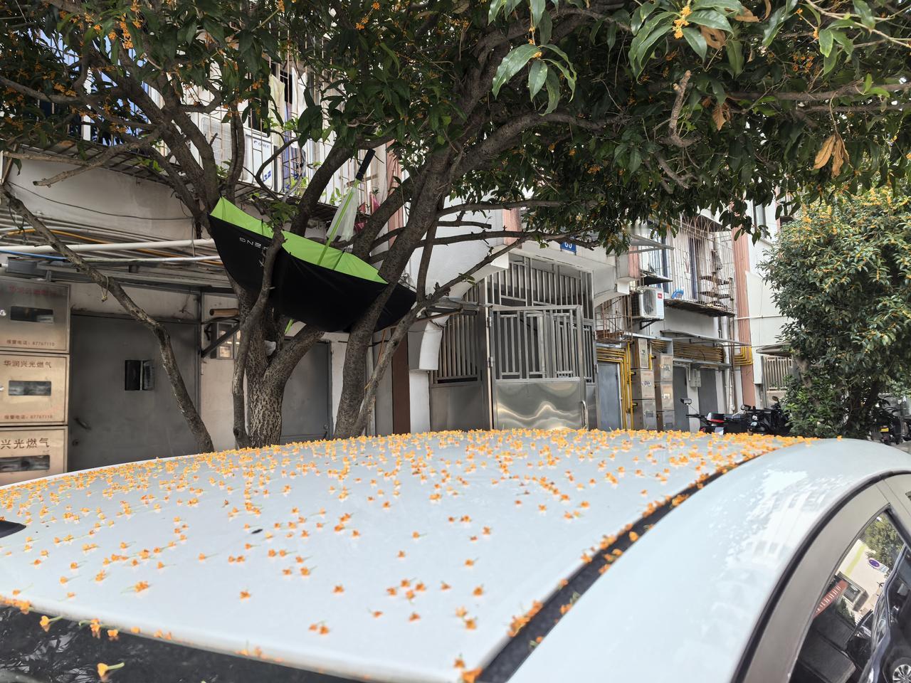 十月桂花香，满城皆浪漫
      昨日车停在了路旁，今晨出门办事，看到车顶上落