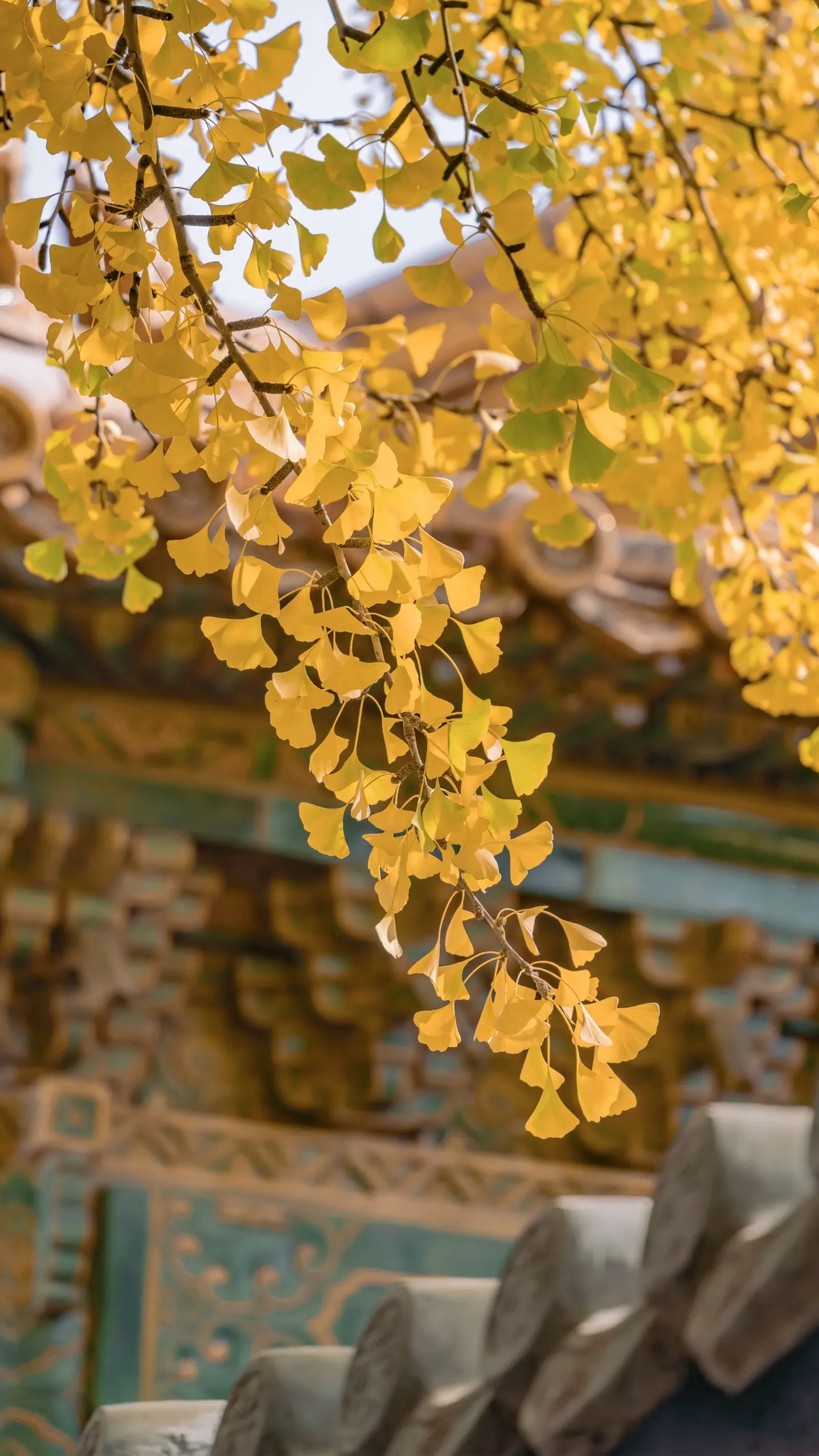 这个秋天来北京故宫赏秋吧。故宫银杏季，北京秋天的拍照打卡地！🍁  ?...