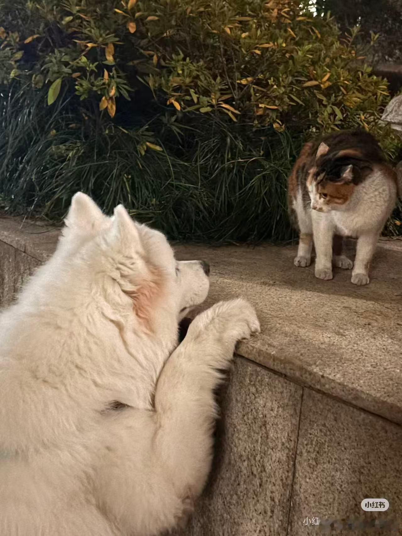 起猛了一不小心就成了团宠团宠必须是宠着的，我最爱的这些就是啦 