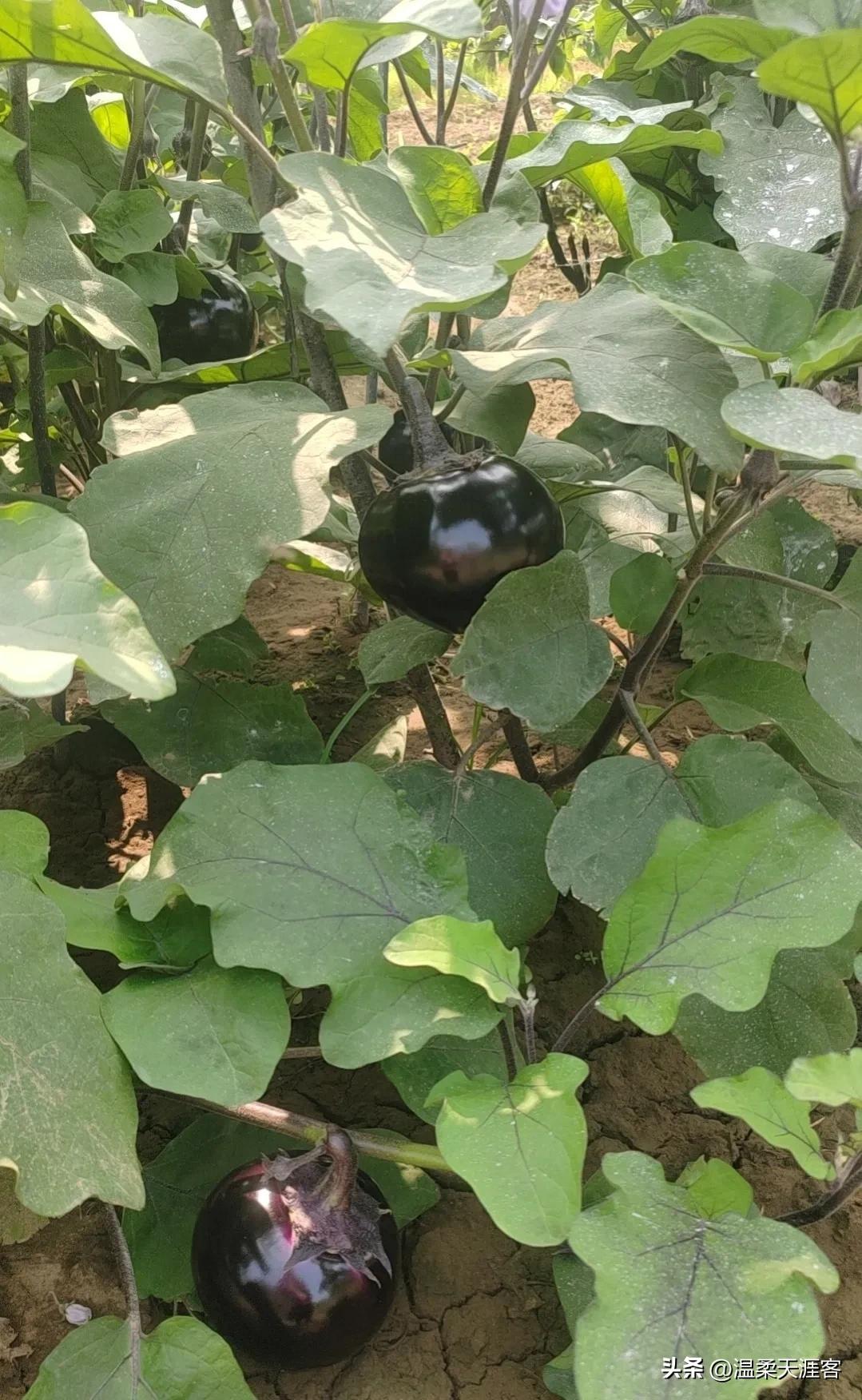 小时候一到夏秋时节，最爱往自家庄稼地里钻。晌午日头正盛，顺着垄沟往前走，挑一个嫩