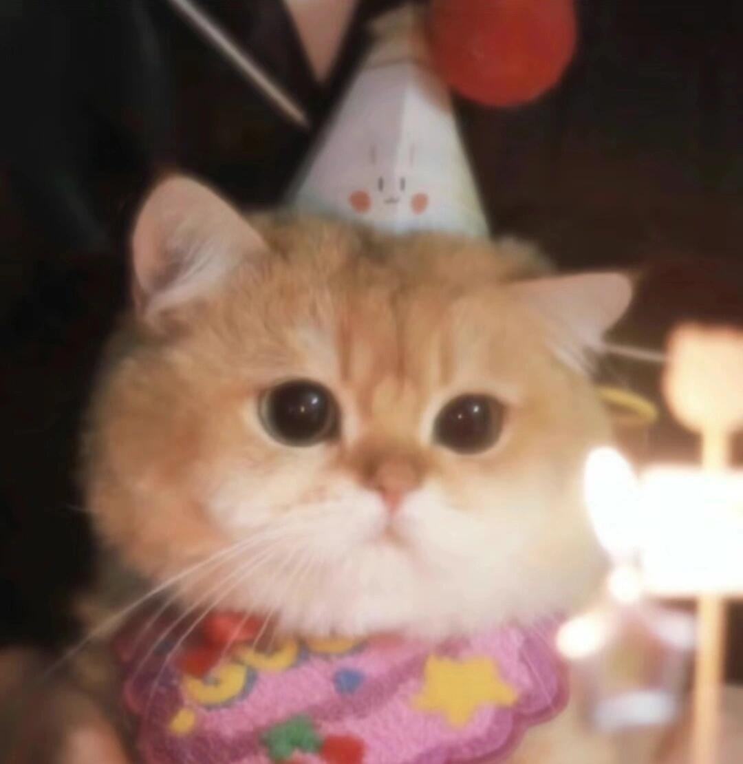 猫咪 ​​​