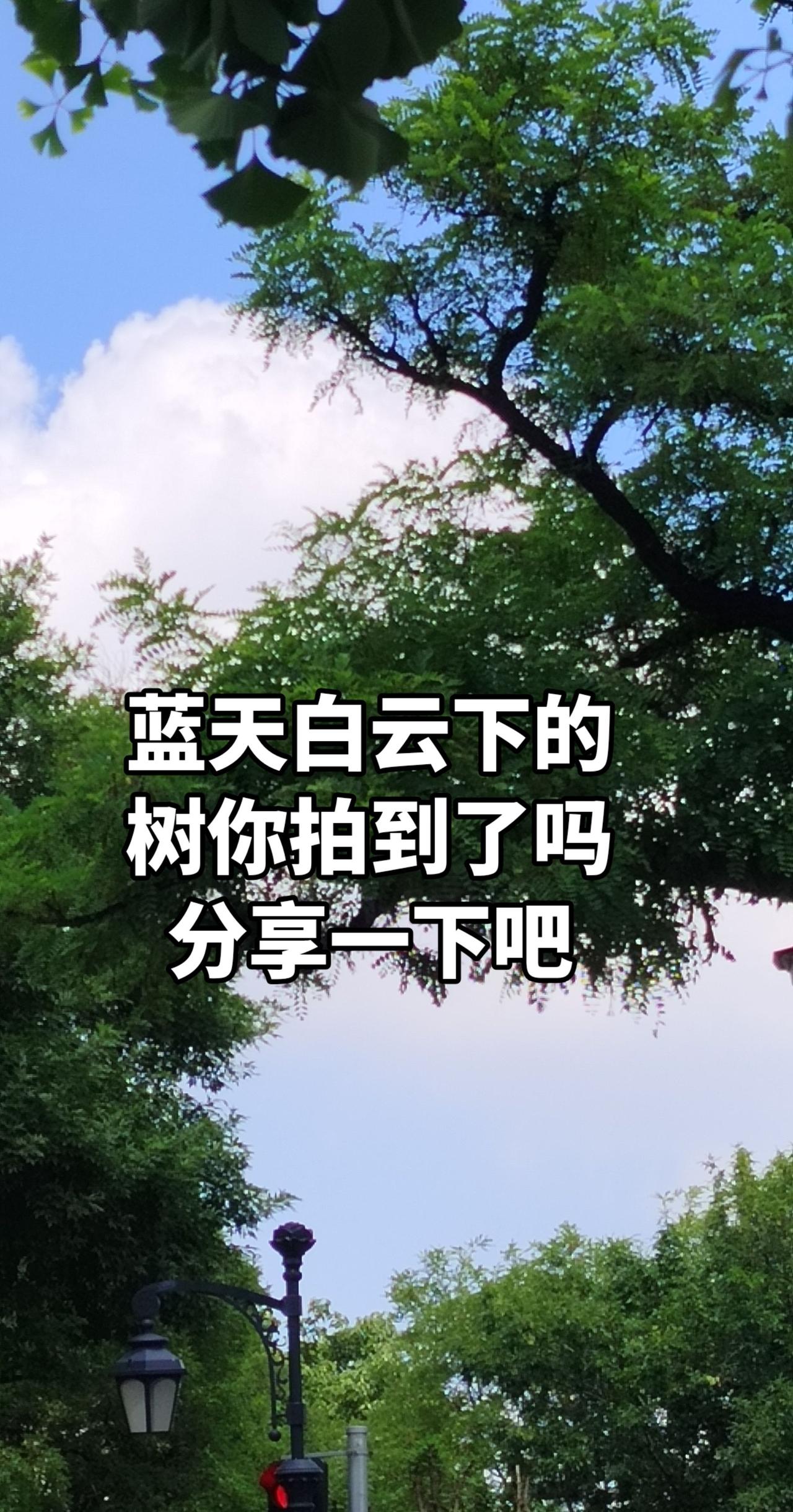 分享你拍的树 创作者中心 创作灵感 树与天空美照