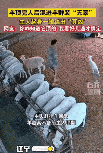 辽宁一男子赶小羊回窝，结果被“羊队友”暗算！就在转身瞬间后腰一疼，整个人结结实实