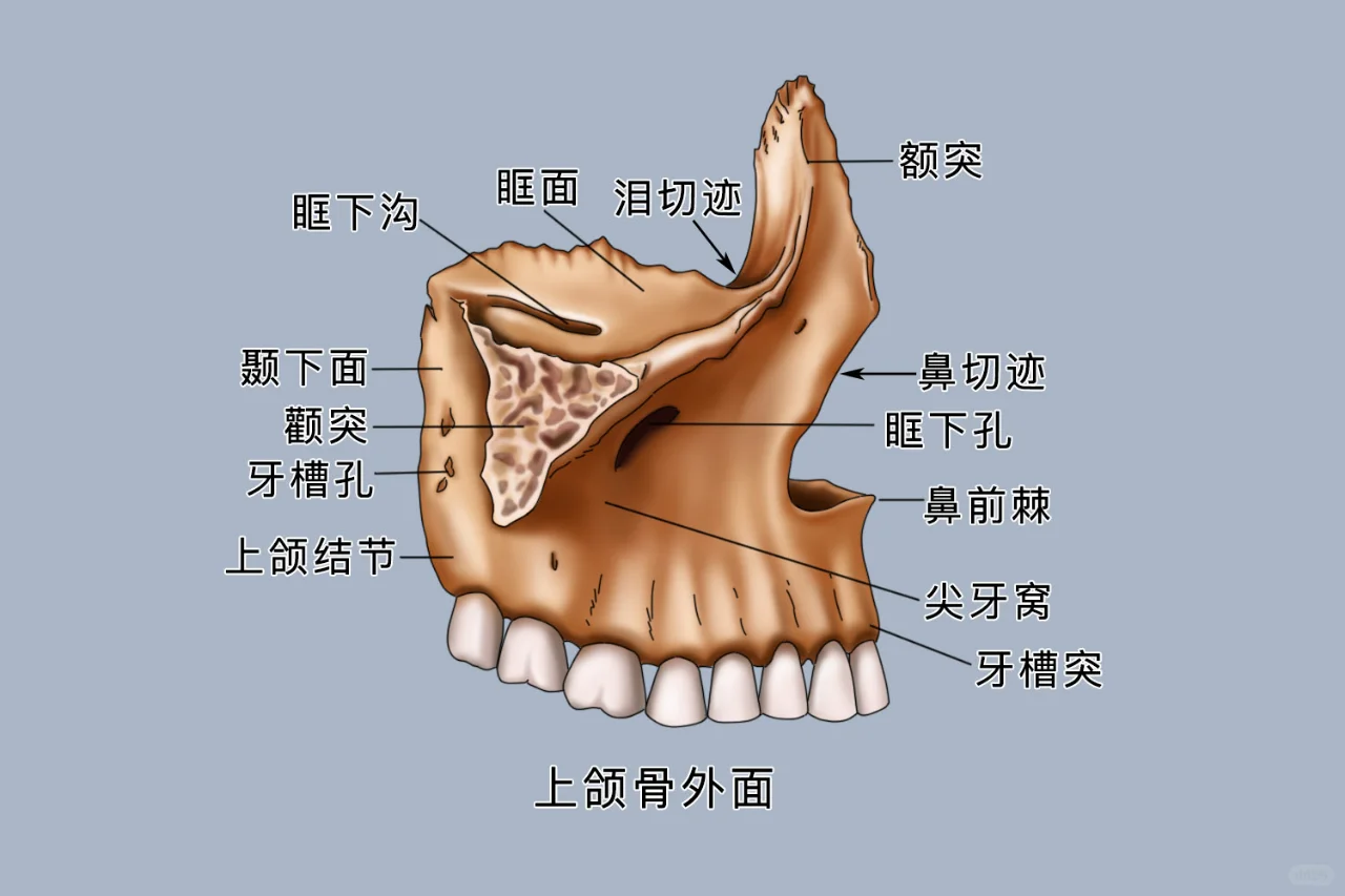 脸部骨头名称分布图