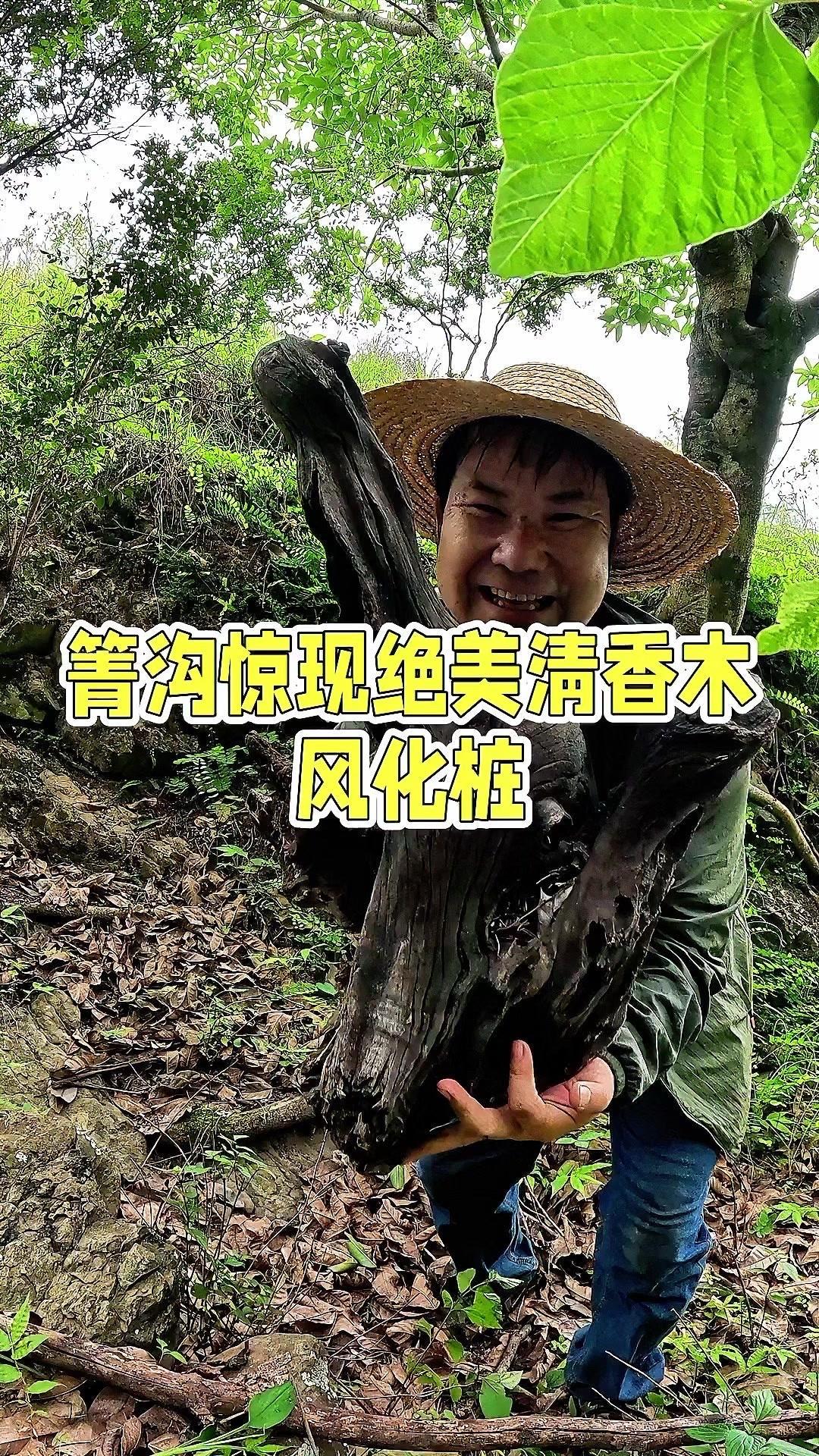 ✨发现一个风化木的树根桩，应该是清香木的，非常好看。
1️⃣风化非常板正，太板正