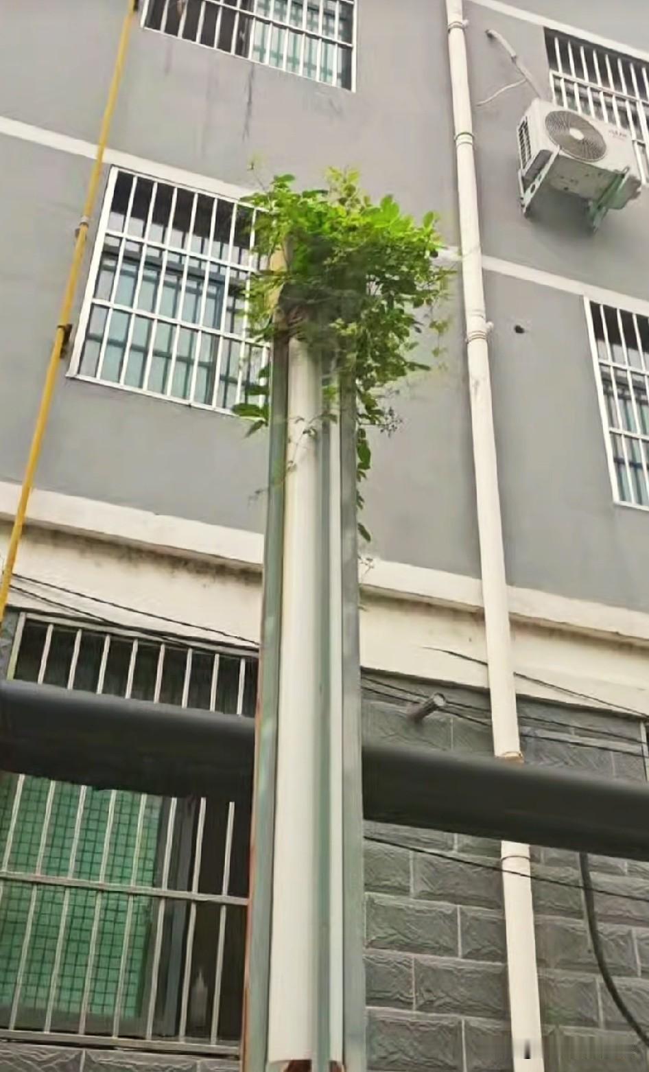 这是坚强！