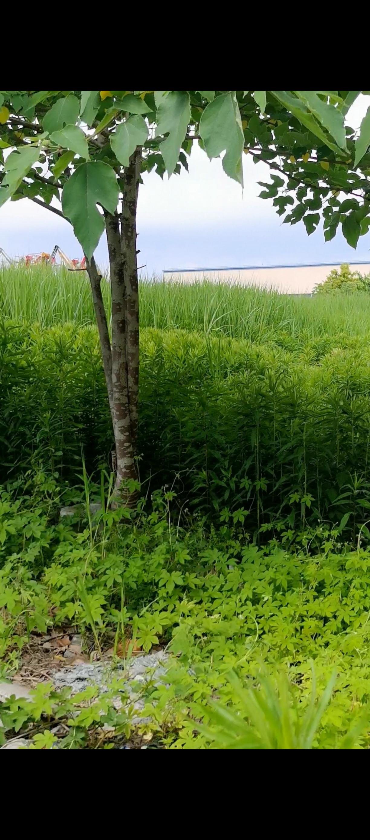 闲步

黄花白毛绿叶春
墙角花开花落静
人间四月芳菲尽
偷闲一步看看风

蓝玉上