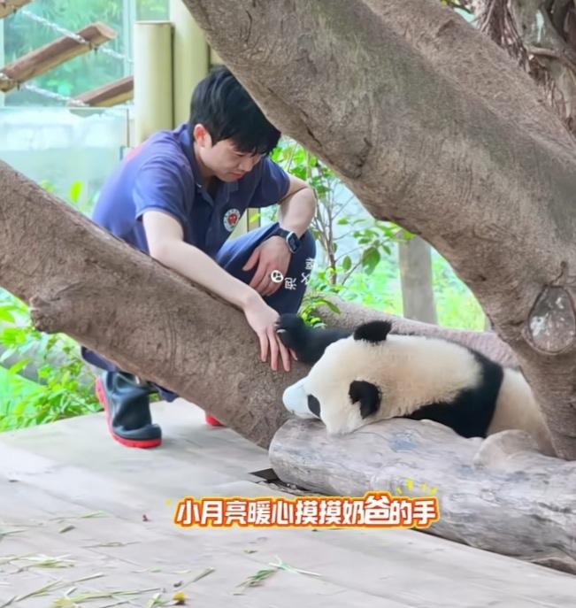 小月亮的勾腿功、抓地神功和犟牛功实属厉害，奶爸已经在木架上从后面把它抱住了，心里