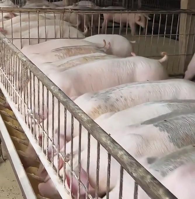 哭了！猪价跌到8年最低！内蒙古养殖户哭诉：现在卖一头猪，倒贴462元！
 
辛辛