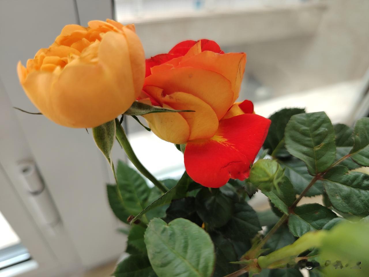 清平乐·人间温柔
 
尘缘未歇，
一遇温年月。
山水千重皆有悦，
藏尽心头清冽。