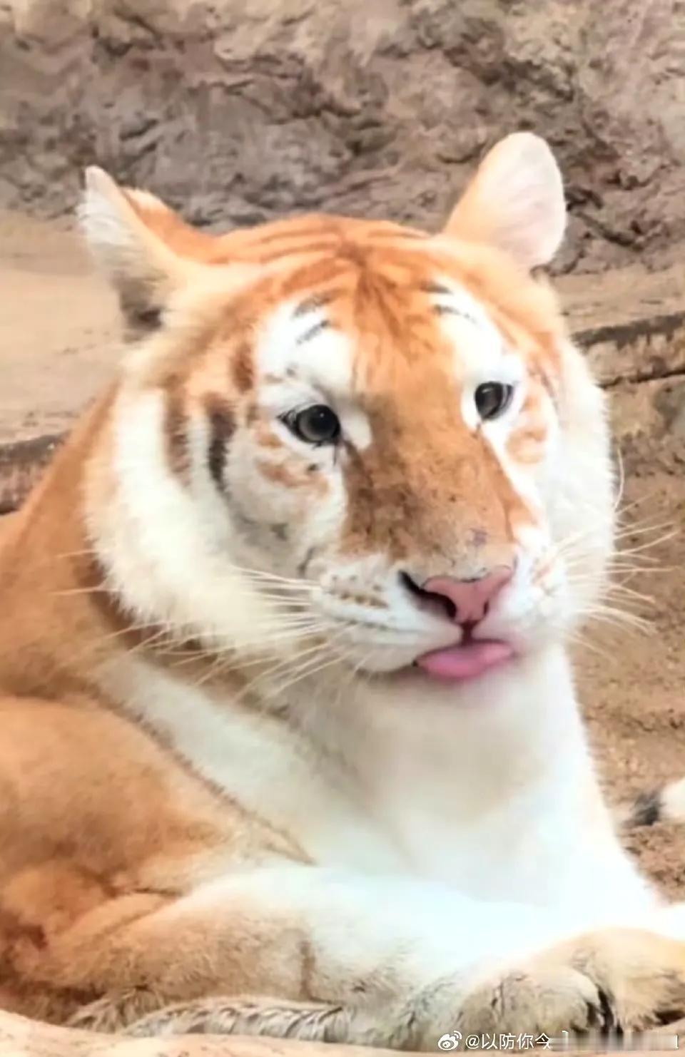 这泰国虎是不是应该问问，它妈妈或者它爸爸有一方是泰国猫🐱新加坡泰虎 泰北虎进食