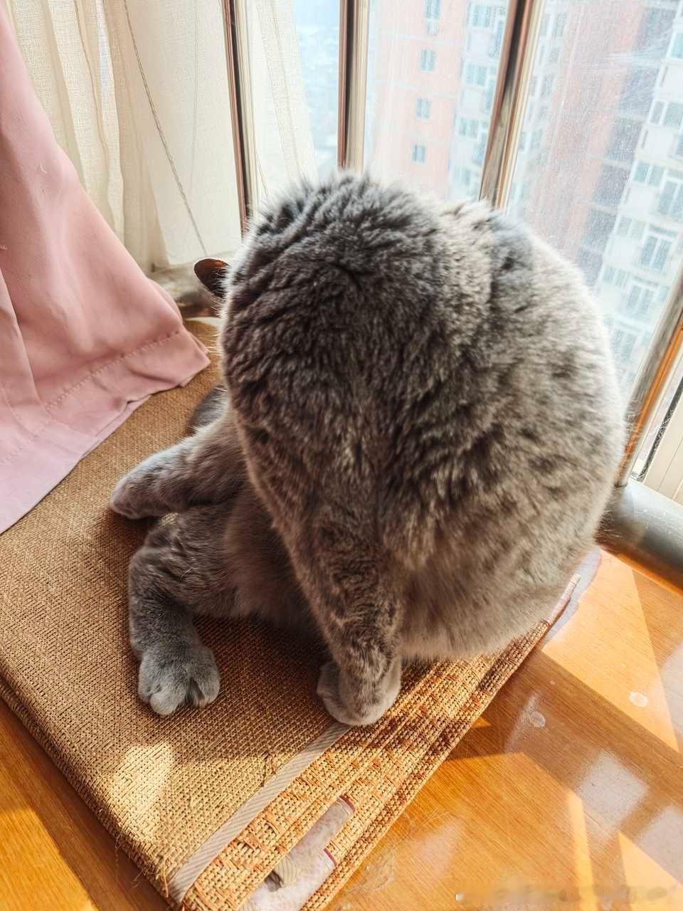 49839【丑猫】未知生物 