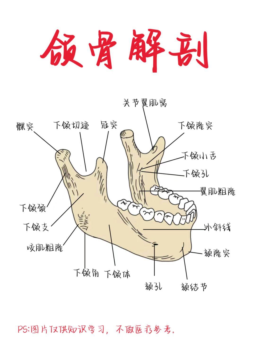 医学生笔记——颌骨解剖