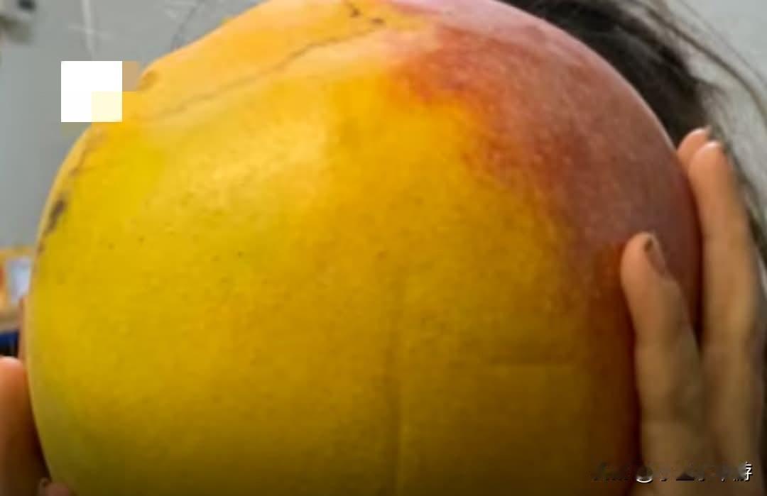 以盛产巨型香蕉而闻名的西澳加斯科因小镇或许应该考虑改名为“巨型芒果之乡”。卡纳文